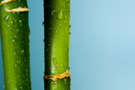 Close up of Lucky Bamboo.