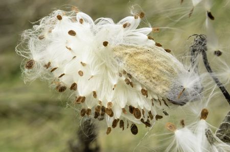 Seedpod and seeds of milkweed (genus: Asclepias; unidentified species) early in autumn, field in northern Illinois. Milkweed seeds are dispersed by wind. 