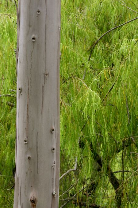 tree trunk close up in a forest