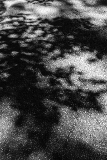 Arboreal abstract with texture of aggregate: Dappled asphalt road through woods in northern Illinois, USA (black and white)