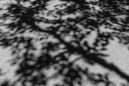 Shadows along the way: Dappled asphalt road through woods in northern Illinois, USA (black and white)