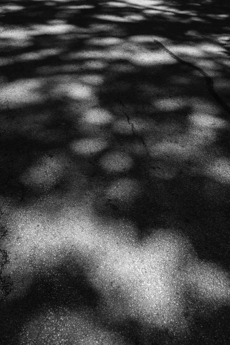 Spotlights along the way: Dappled asphalt road through woods in northern Illinois, USA (black and white)
