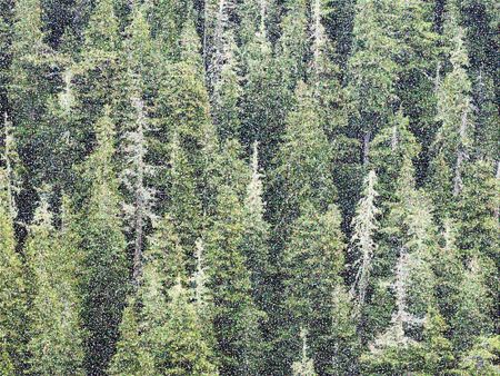 Pointillist abstract of mountain conifers in Olympic National Park, with effect of falling snow, for motifs of nature and conservation