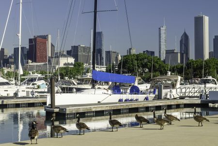 Urban goose magnet: View of marina in Burnham Harbor in Chicago, with part of a flock of Canadian geese (binomial name: Branta canadensis) at edge of public walkway on a sunny morning in spring