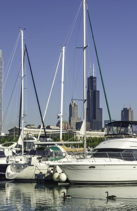 Two Canadian geese (binomial name: Branta canadensis) glide by yachts in Burnham Harbor in the distance on a sunny June morning in Chicago, Illinois, USA