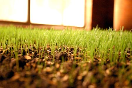 extreme close up on newly grown grass