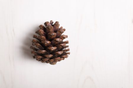pine cone on a light wood surface with copy space