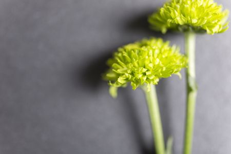 Two delicate yellow flowers on black slate with copy space
