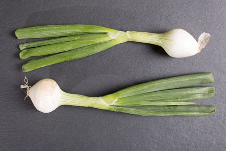 Large fresh raw spring onion on black slate with copy space