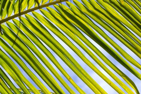 Abstract photo of a palm leaf with the sky in the background.
