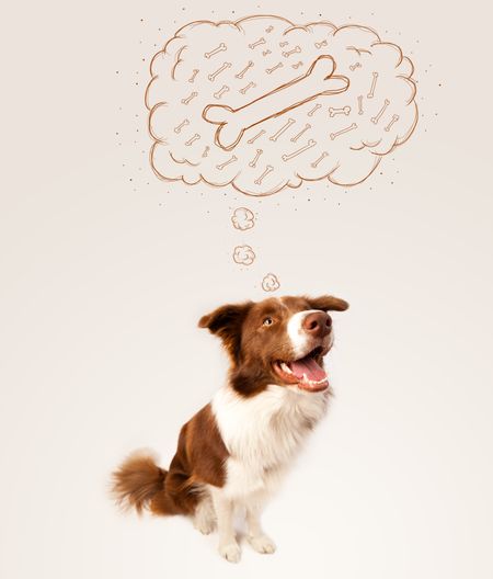 Cute brown and white border collie sitting and dreaming about a bone in a thought bubble