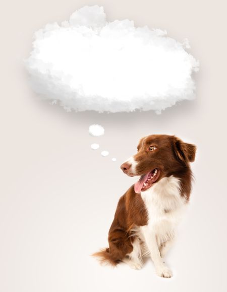 Cute brown and white border collie with empty cloud above his head