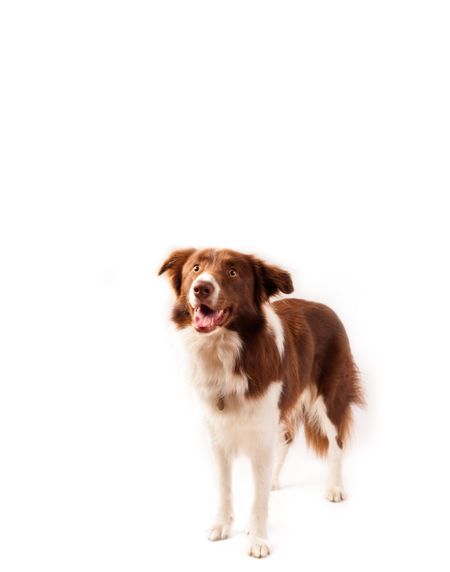 Cute brown and white border collie with empty space