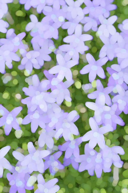 Abstract of Gemini blue star creeper (possible binomial name: Pratia pedunculate, Laurentia fluviatilis, or Isotoma fluviatilis) early in summer, northern Illinois, for decoration and background