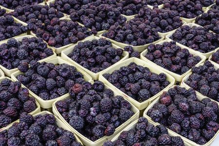 Black raspberries (binomial name: Rubus occidentalis) for sale at farmer's market, early July in northern Illinois