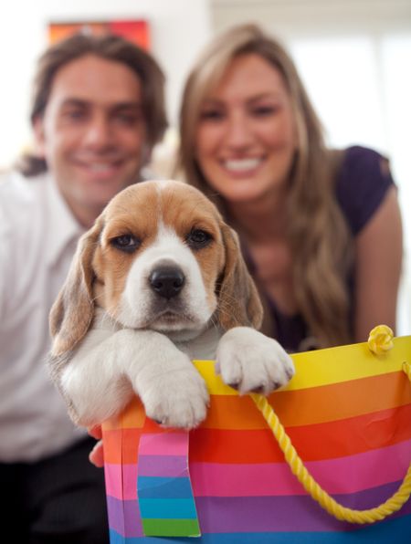 Beautiful puppy in a gift bag with a couple