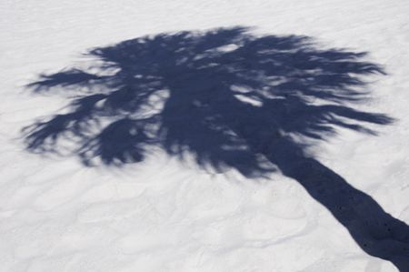 Shadow of palm tree on white sand
