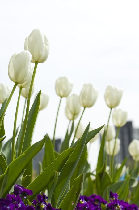 White tulips.