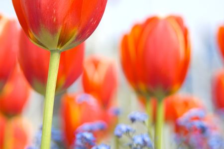 Spring tulips.