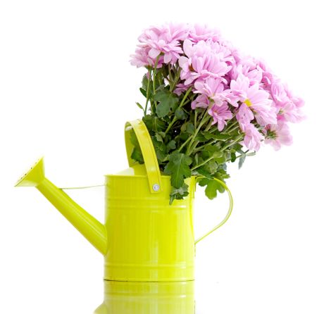 Watering can with some flowers isolated over white