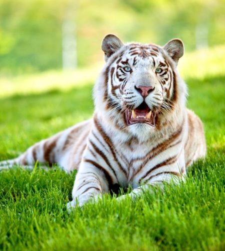 Beautiful picture of a white tigger lying over grass