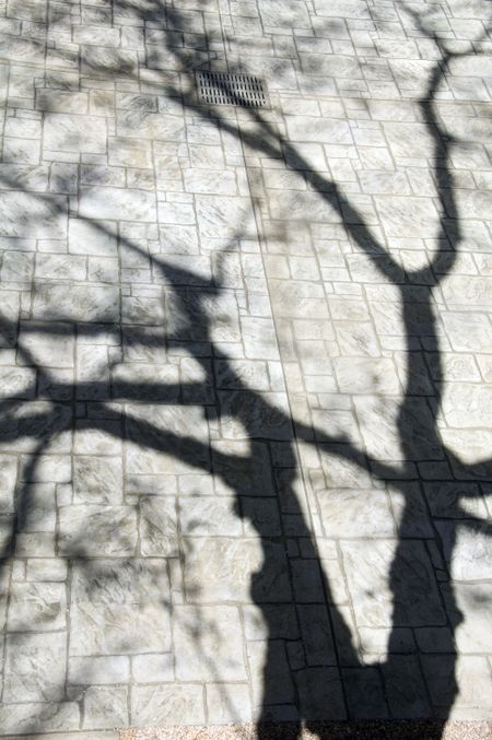 Long shadow of tree across courtyard - springtime on college campus