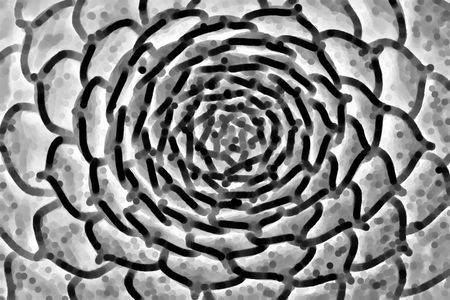 Black and white abstract of succulent plant for decoration or background with themes of radial symmetry, growth patterns, microscopic structure