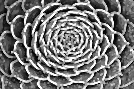 Black and white abstract of succulent plant, with streaks and dots, for decoration or background with themes of radial symmetry, growth patterns, microscopic structure