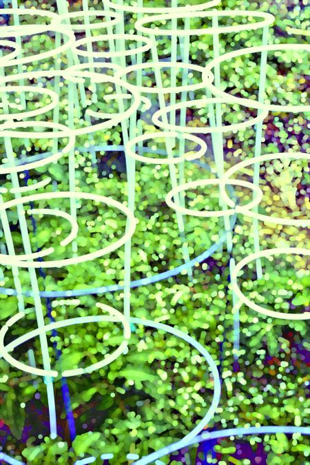 Impressionist abstract wire support rings, glowing like neon hoops, for growth of tomatoes and other plants in spring garden