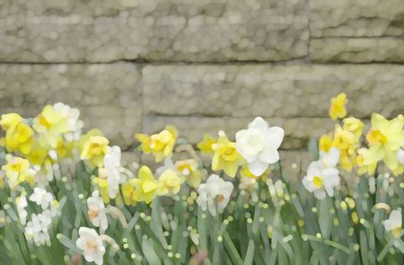 Abstract of white and yellow daffodils by garden wall in springtime