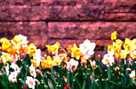 Multicolored abstract illustration of daffodils by garden wall in springtime 