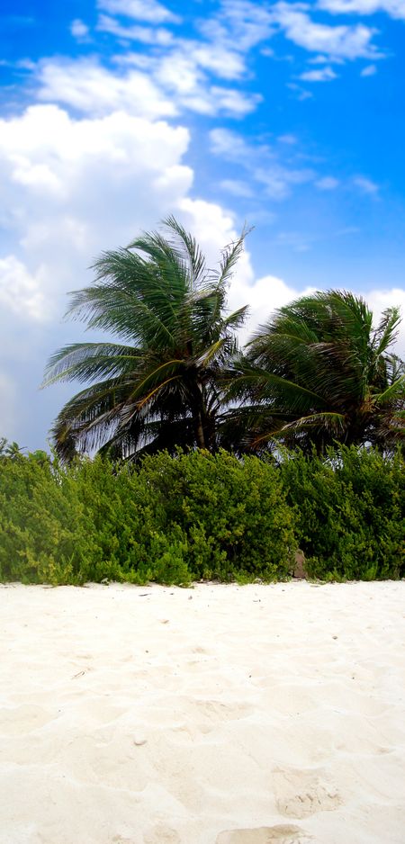 beautiful beach with palmtrees on a sunny day with a blue sky in the background