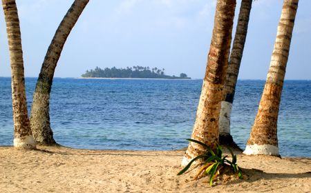 beautiful caribbean beach in Colombia - focus is on the palmtrees in the foreground
