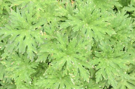 Garden abstract: Foliage of hardy geranium (binomial name: Geranium 'Nimbus') in springtime, with speckled effect, for decoration and background