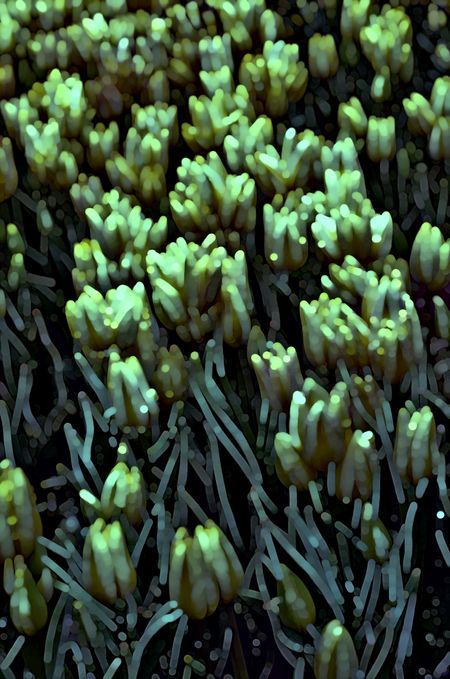 Greenish abstract of a bed of similar tulips in a spring garden that seem to glow in the dark