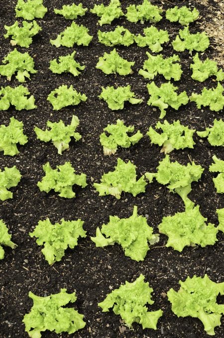 Vegetable sign of spring: Looseleaf lettuce (binomial name: Lactuca sativa 'Black Seeded Simpson'), a common ingredient of salad, growing in garden rows, early May, Illinois, USA