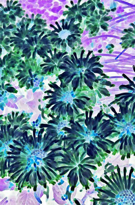 Inverted abstract of wild bergamot (binomial name: Monarda fistulosa) for garden or nature motifs in decoration or background (one of a series)