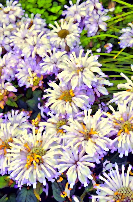 Recolorized, multicolored abstract of wild bergamot (binomial name: Monarda fistulosa) for background or decoration with garden or nature motifs (one of a series)