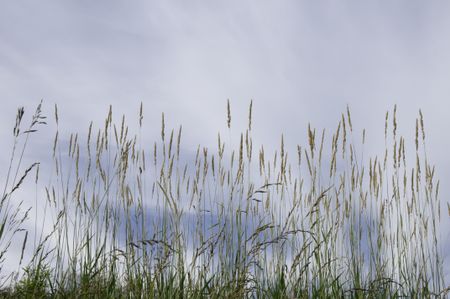 Prairie grass at top of hill