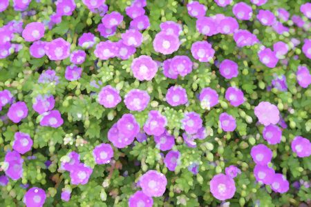 Abstract of geraniums in an ornamental garden in spring, for decoration and background