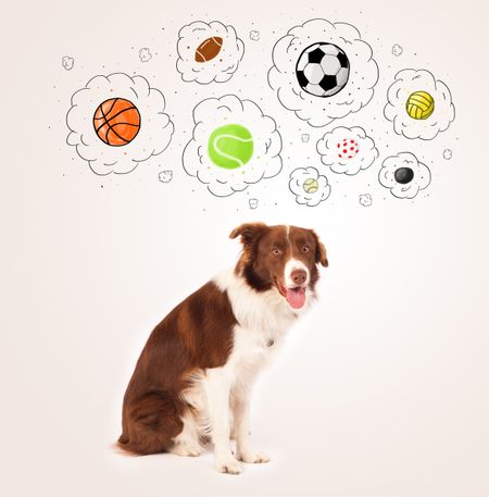 Cute brown and white border collie thinking about balls in a thought bubbles above his head