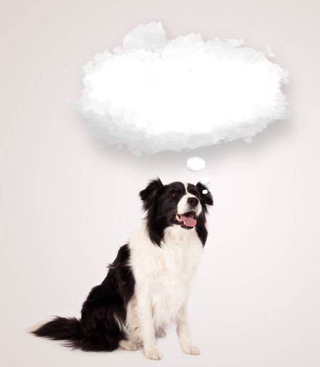 Cute black and white border collie with empty cloud bubble above her head