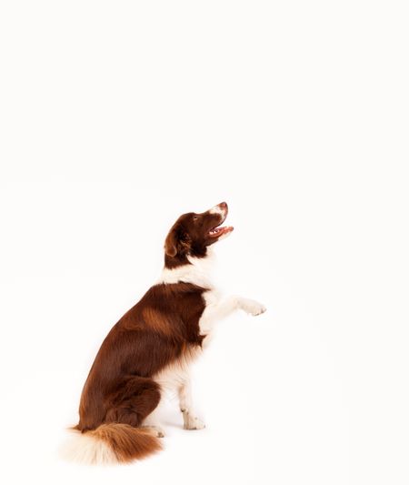 Cute brown and white border collie with empty space