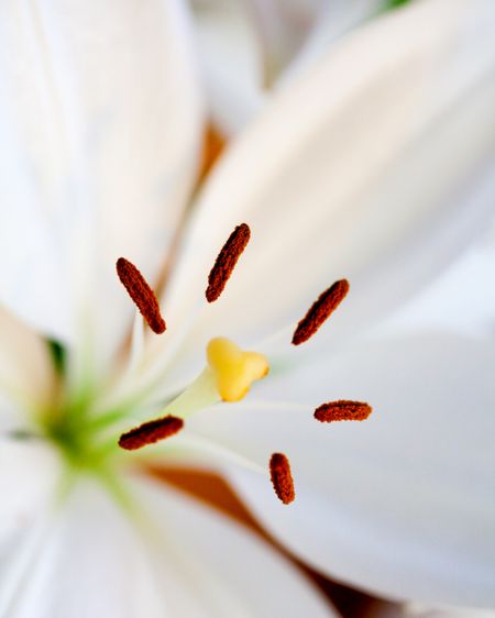 Beautiful insight of a white lily - focus in the middle
