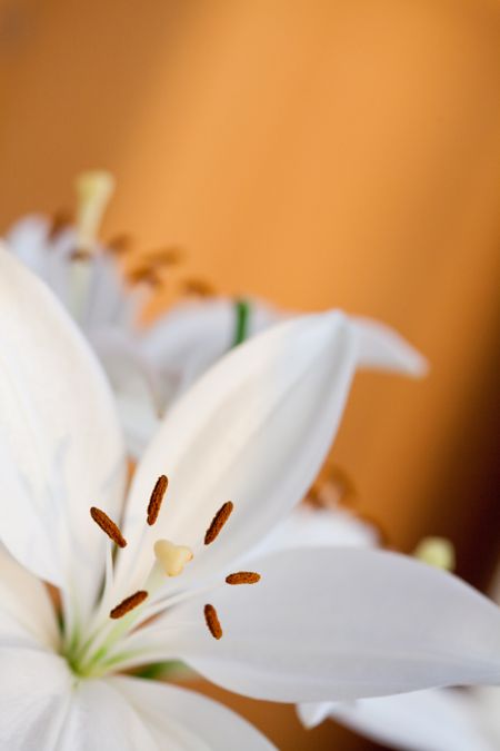 Beautiful couple of lilies with an orange background