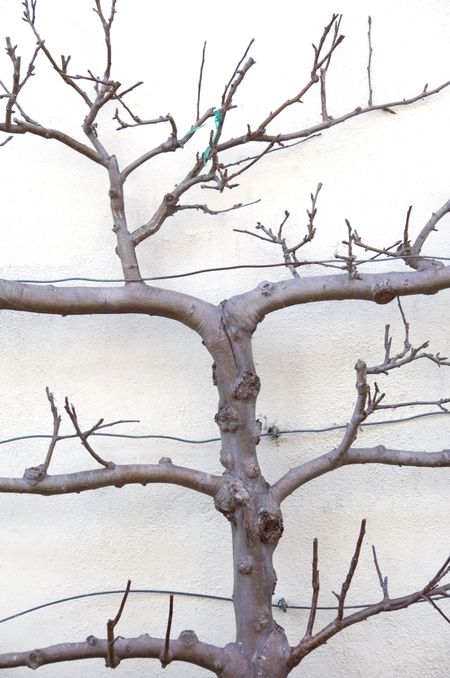 Branches of small tree trained along stucco wall of garden