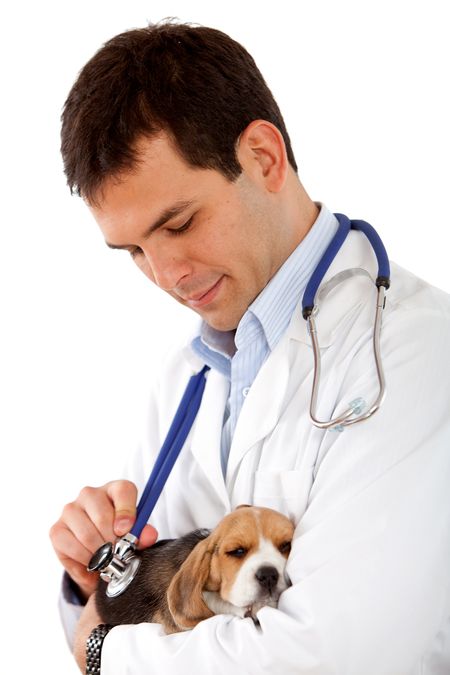Veterinarian holding a cute little puppy isolated