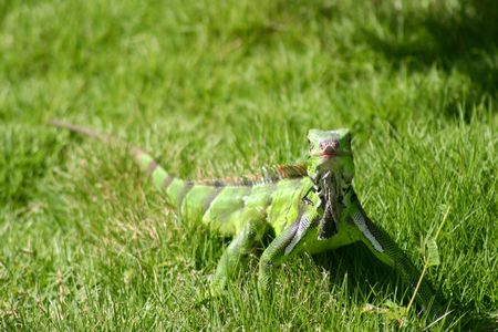 green iguana on the grass