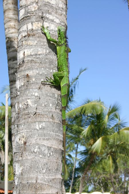green iguana climbing a tree