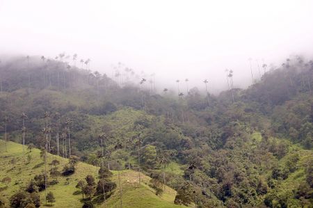 palma de cera, colombian national tree